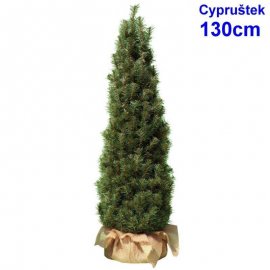 Cypruštek 130 cm