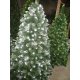 Vianočný stromček Verona - biele konce - 120cm